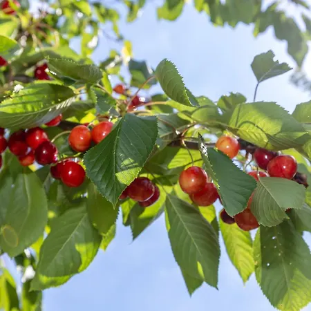 Stella Maris * Рерик